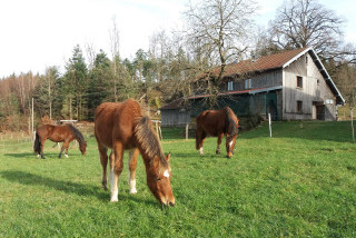 Hébergements randonnées équestres Ferme Aux Moineaux Hébergements randonnées équestres Ferme Aux Moineaux