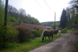 Ferme équestre du grand sapin
