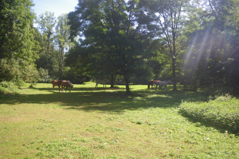 Ferme équestre du grand sapin