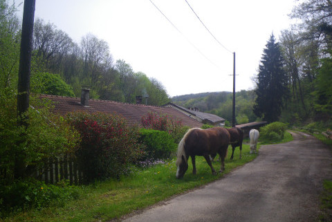 Ferme équestre du grand sapin