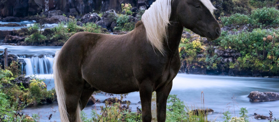 Comment choisir le nom de votre cheval ? tous nos conseils et nos idées pour 2024 Comment choisir le nom de votre cheval ? tous nos conseils et nos idées pour 2024