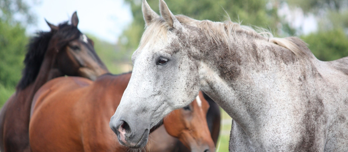 Les races de chevaux français : on vous explique tout ! Les races de chevaux français : on vous explique tout !