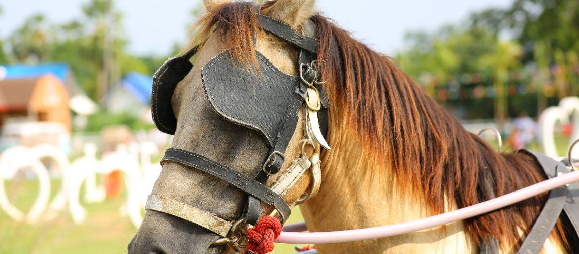 Chevaux de trait : toutes les races françaises Chevaux de trait : toutes les races françaises
