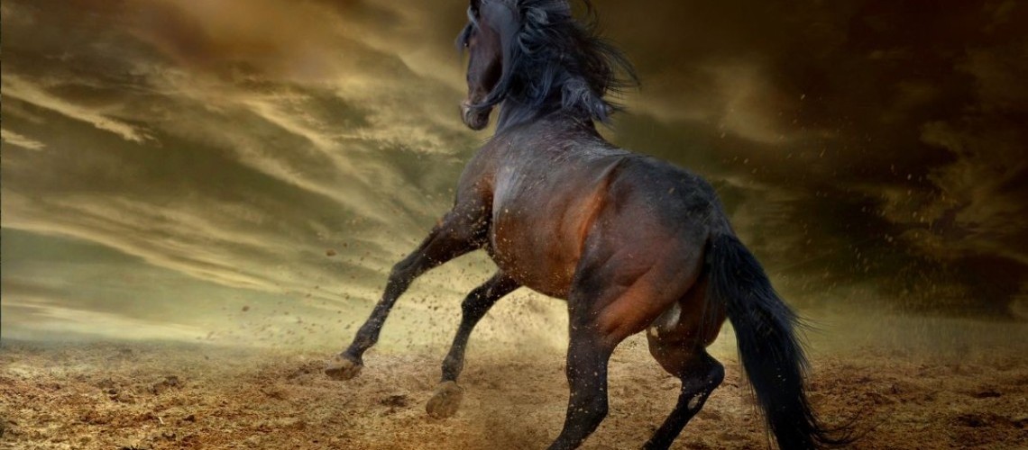 La race de cheval mustang : origines, particularités, caractéristiques, et aptitudes La race de cheval mustang : origines, particularités, caractéristiques, et aptitudes