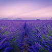 Randonnée équestre Provence-Alpes-Côte d'Azur Provence-Alpes-Côte d'Azur